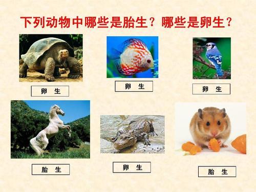 卵生和胎生动物手抄报 动物手抄报