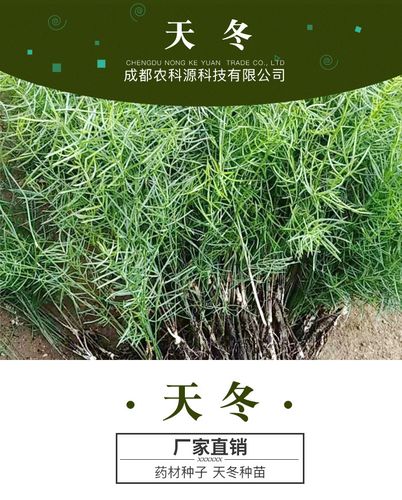 天冬 天门冬 天冬种 天冬种子 天冬种苗 天门冬种 天门冬种子
