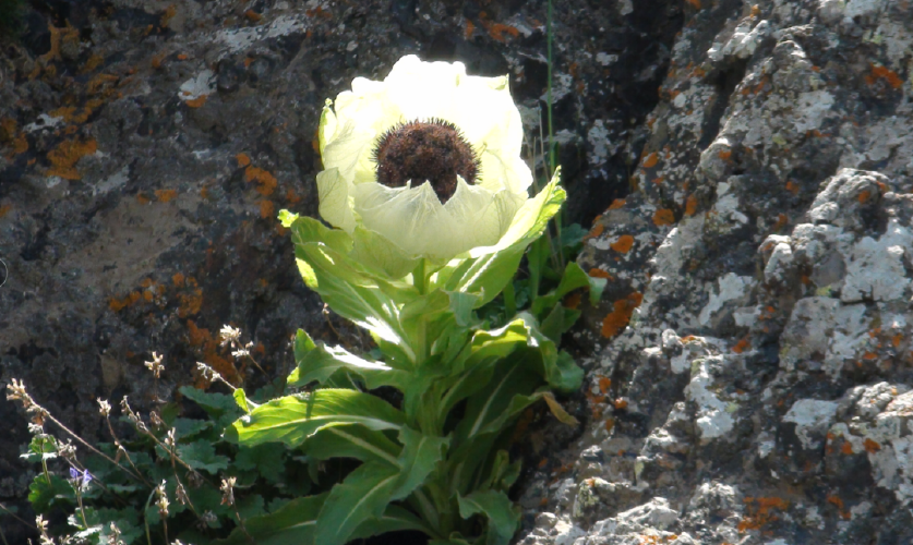 去不了新疆就先看看新疆的天山雪莲吧实拍图来啦