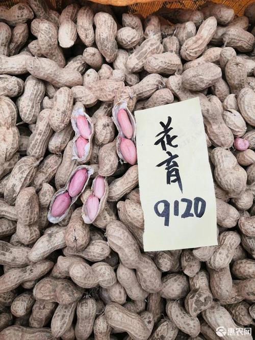 花育系列花生 山东省花生研究所花育系列品种