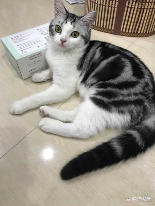 2000块钱左右的起司猫(美短加白)长大会长成土猫吗?