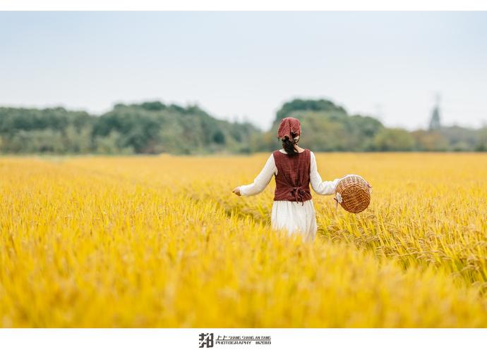 丰收季节(稻田篇)_人像_poco摄影