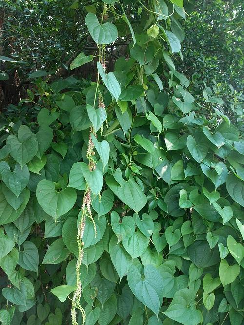 求此攀藤类植物名