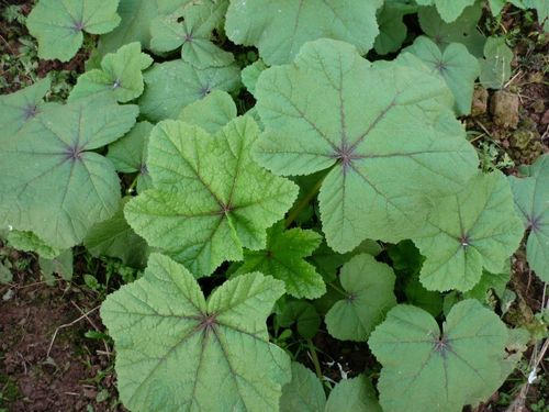 我要发芽 蔬菜种子 糯米冬寒菜种子 冬苋菜 滑肠菜 早熟 30粒/包