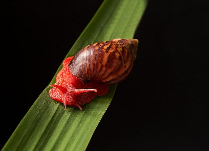 红蜗牛