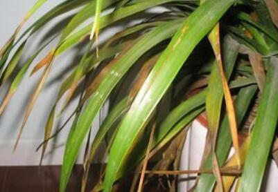 我的龙须树叶子卷曲什么原因