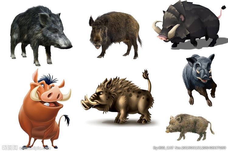 野猪图片