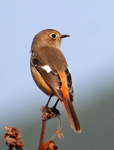 与麻雀相似的鸟类图片