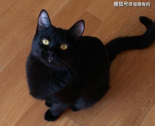 纯色波斯猫的颜色这么多这几种颜色是你喜欢的吗