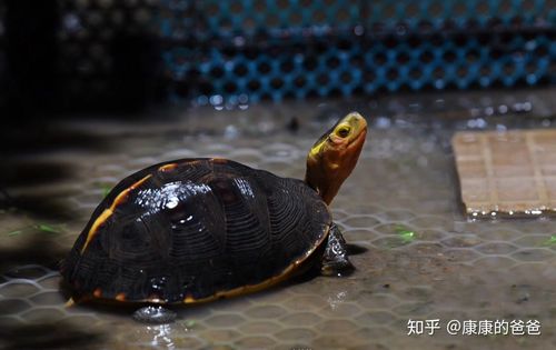 安徽黄缘的背甲较高,湖南湖北的黄缘背甲较为扁平. 2.