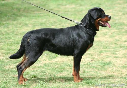 猛犬就该有猛犬的身体比例结构