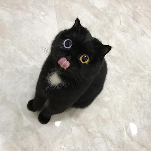 群里有蓝眼黑猫,绿眼黑猫,异瞳黑猫,各品种黑猫,以及好些微博和