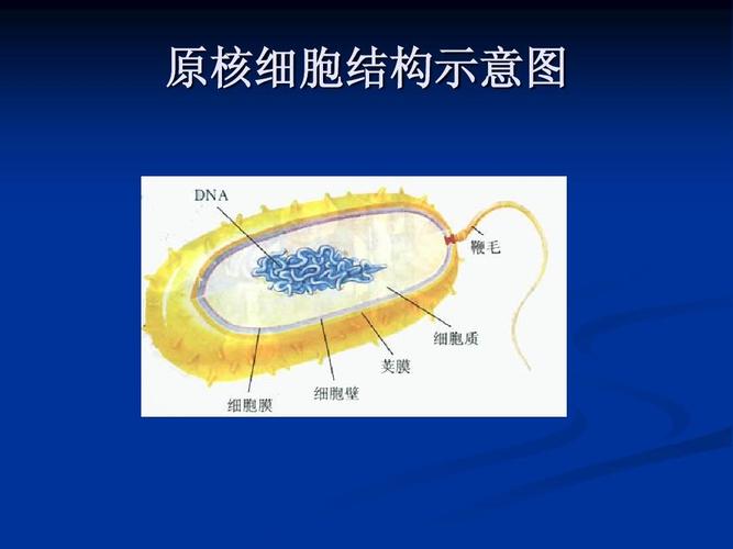 病原生物与免疫学基础 原核细胞结构示意图