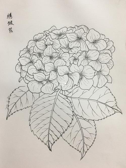 更新针管笔线描绣球花