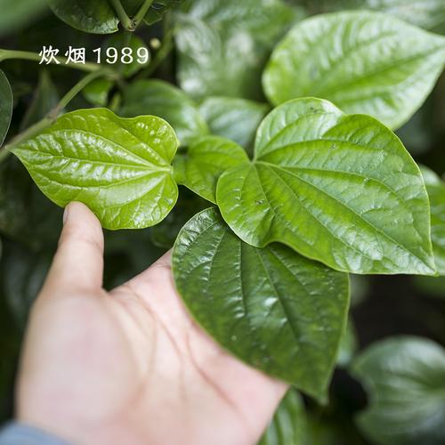 深山假蒌叶 纯野生新鲜越南菜 现卖现摘青蒌叶蛤蒌假蒌菜野菜香菜