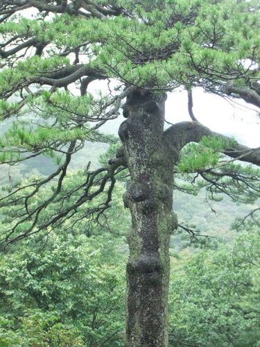 在一棵树干幽黑,粗壮虬龙的松树下停住脚,苏导介绍说:这是黄山有名的