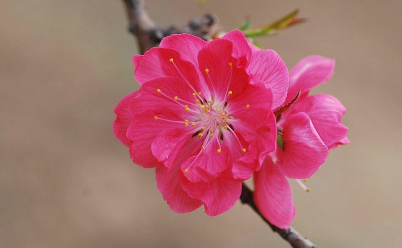 漂亮桃花壁纸图片大全
