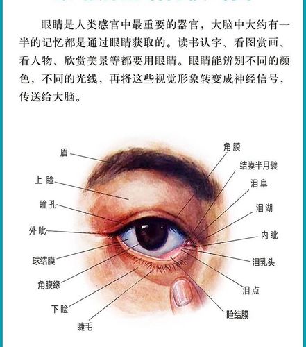 眼睛的结构 眼睛有哪些重要的作用,你们知道吗?