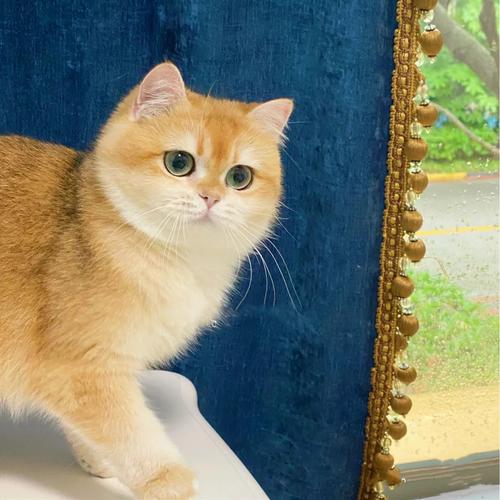 纯种金渐层幼猫长毛金豆豆活体ny12 ny11 ny25色英国短毛猫宠物猫