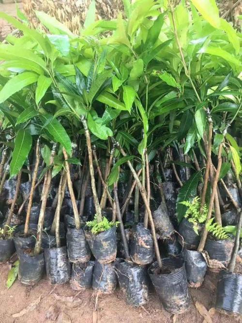 「荔枝树苗批发」荔枝苗多少钱一棵 广西嫁接苗荔枝苗