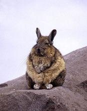 兔鼠是啮齿目(rodentia)毛丝鼠科(chinchillidae)青藏高原甘肃草原