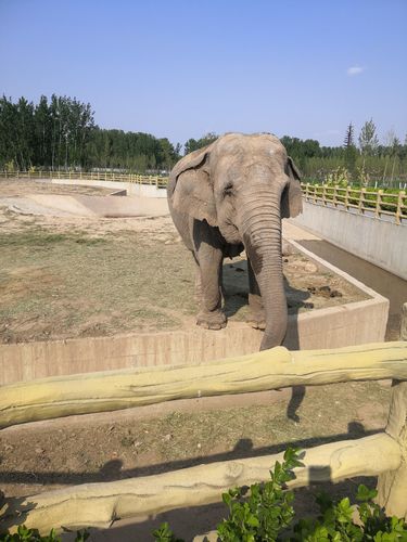 带孩子能转完还不累,孩子也不累,辛集要是有一个这个野生动物园也就