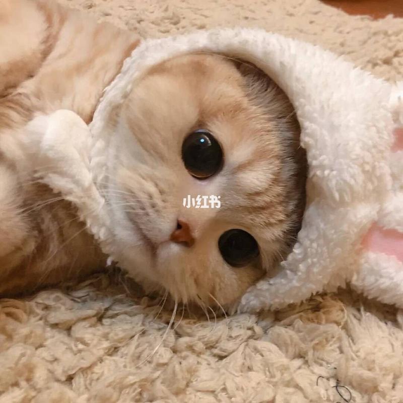 猫咪情侣头像|闺蜜头像|姐妹头像三人可爱