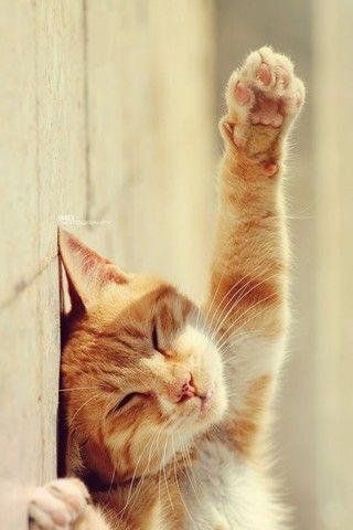 搞怪猫咪慵懒卖萌表情可爱手机壁纸