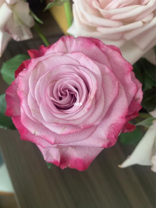 魅影玫瑰_玫红色_家居家装_家居装饰