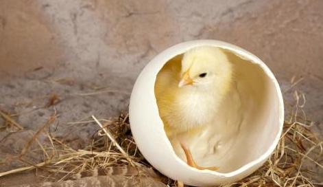 雏鸡温水孵化种蛋,孵化小鸡你这样做就可以了