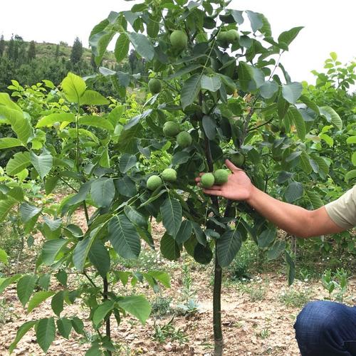 潼南碧根果核桃苗拉枝技术