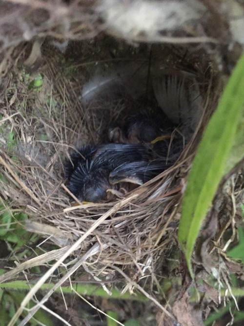 现有斑文鸟幼鸟宝宝   