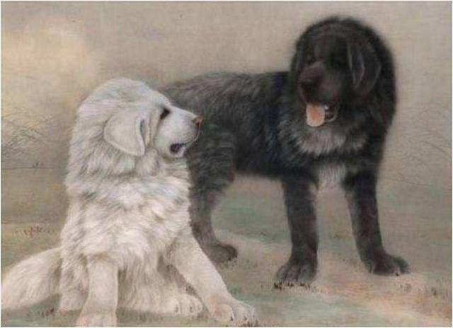 "狗狗狗",大金狗出门撞大喜,三喜临门