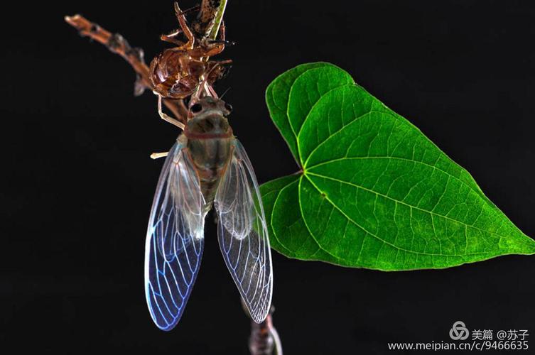 金蝉脱壳