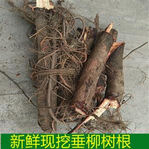 大山现挖新新鲜柳树根垂柳树根红皮柳树根 中药材树根 洗澡柳树根