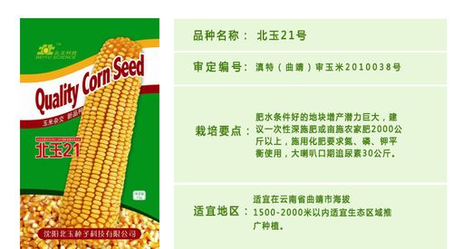 北玉种子北玉21号优良玉米杂交种高产