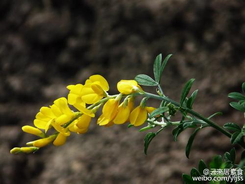 可食用花卉大全(图文并茂,秀色可餐～)
