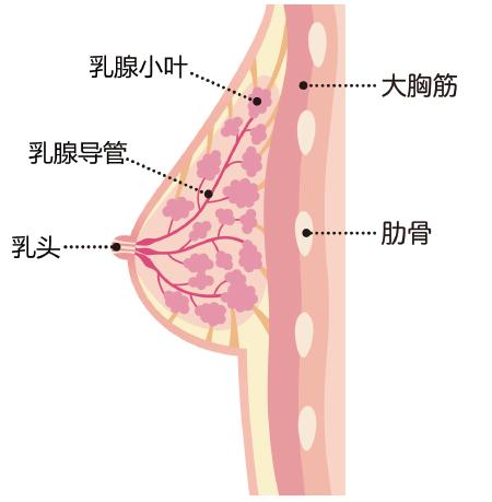它多发生 于青春期以后的任何年龄段女性,特别是 35 岁以上的女性.