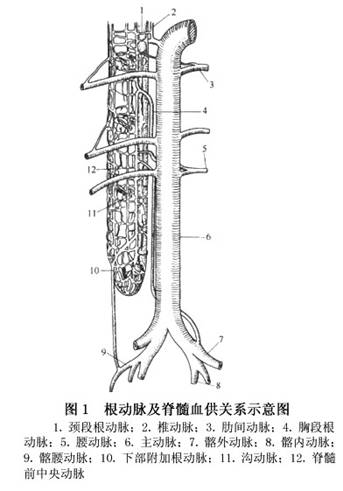 向颈段脊髓供血的根动脉缺血症候群