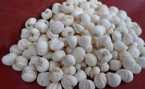 贝母是什么?贝母有什么功效