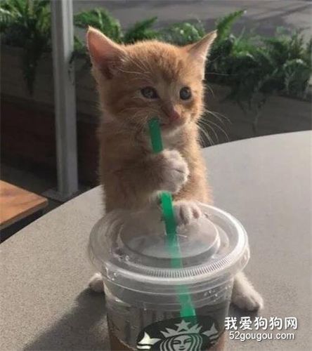跟猫在喝饮料,才离开一会儿,它自己就偷喝上了,哈哈!