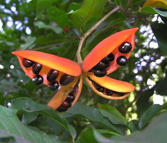 广西苹婆\广西.