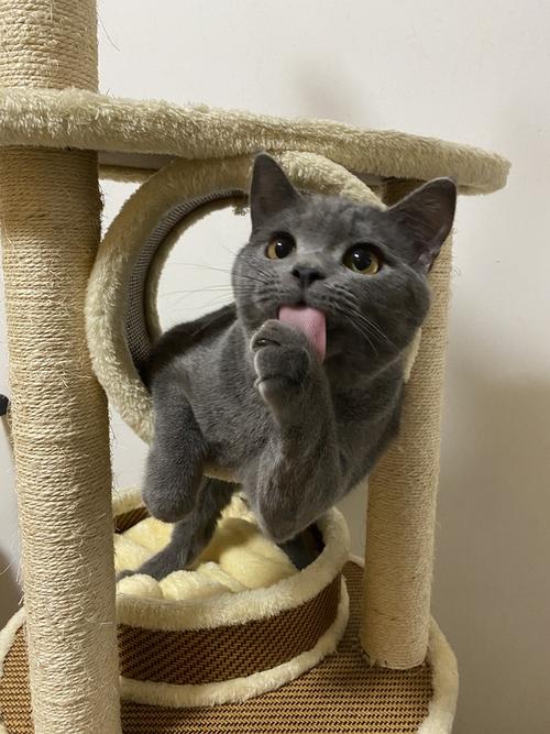 猫猫吐舌头真的好可爱