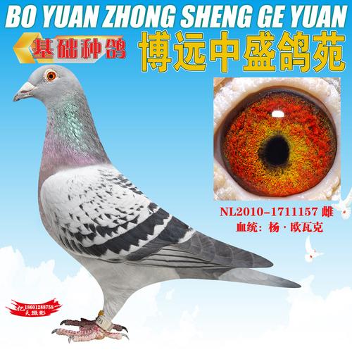 杨欧瓦克"484"直女(仅供欣赏)