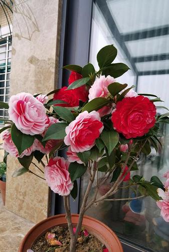 茶花珍品"五色赤丹",一树多色花,物美价廉好盆栽,你值得拥有