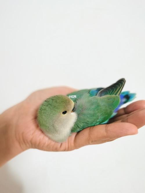 牡丹鹦鹉d29绿金顶阿呆_鹦鹉_牡丹_手养牡丹鹦鹉_宠物