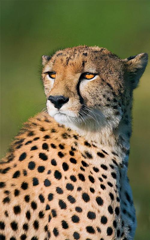 杭州疑现豹子或是在当地消失20多年的金钱豹它的行踪至今成谜