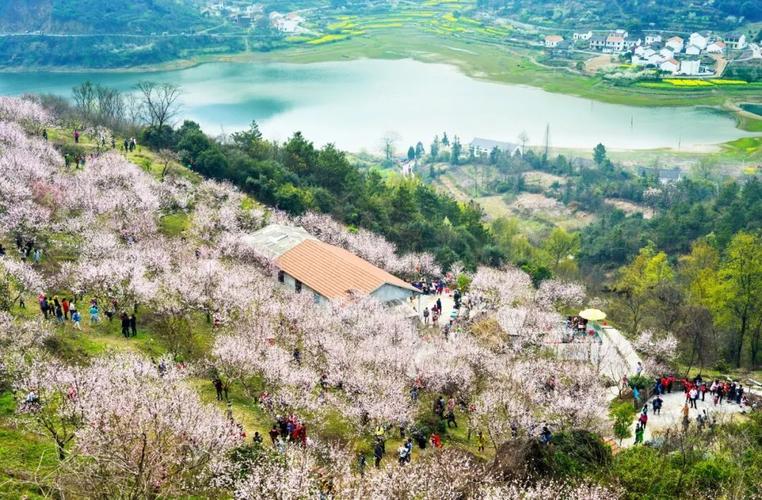 海拔850多米的樟村坪镇桃花寨,近千亩桃花如期盛开.