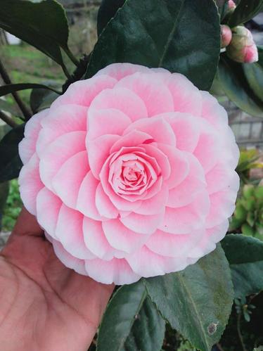 茶花珍品"五色赤丹",一树多色花,物美价廉好盆栽,你