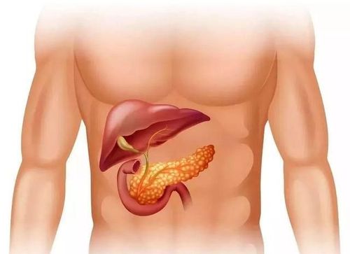 带您了解,肝脏和胰腺是如何影响血糖水平的